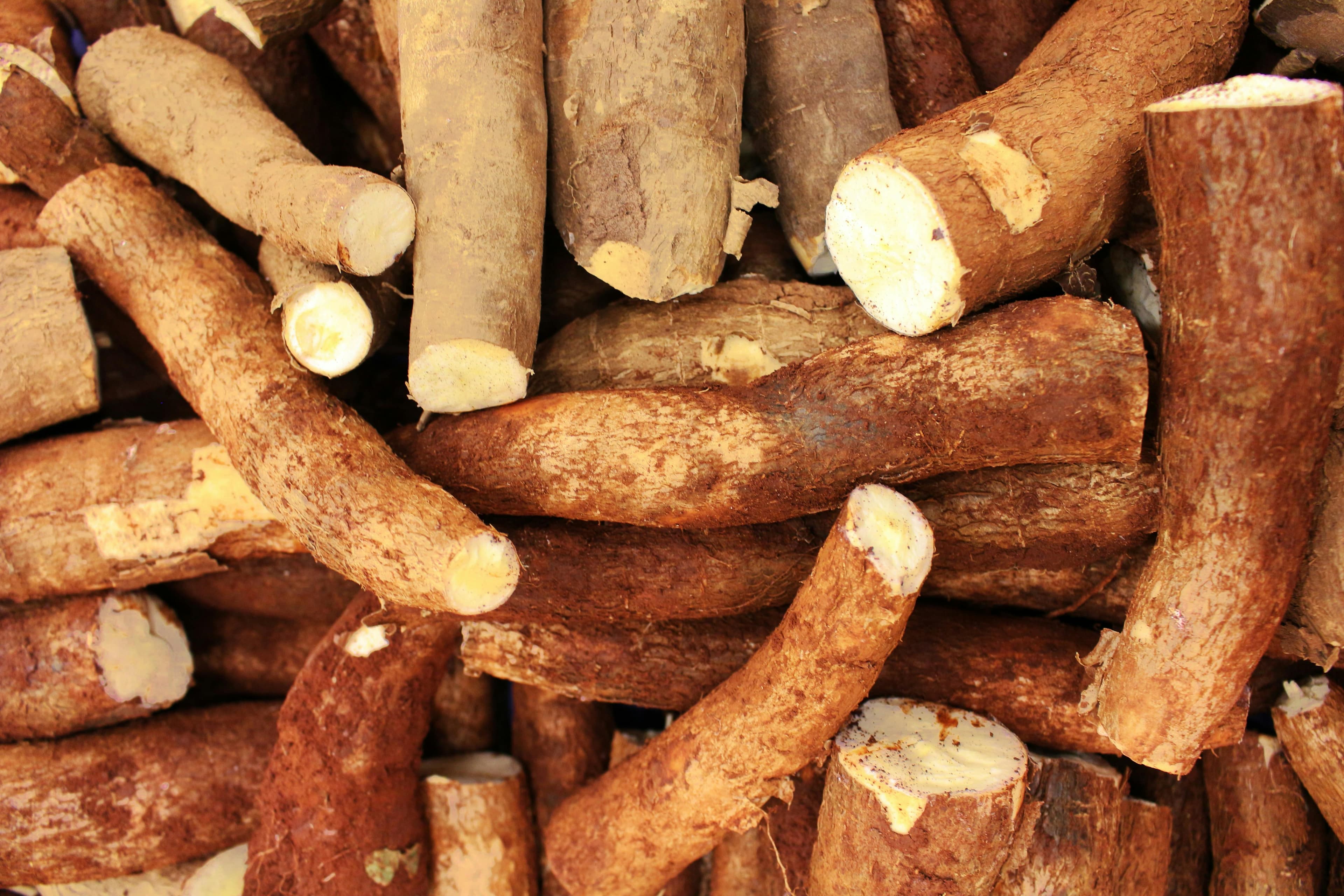 Cassava Harvest
