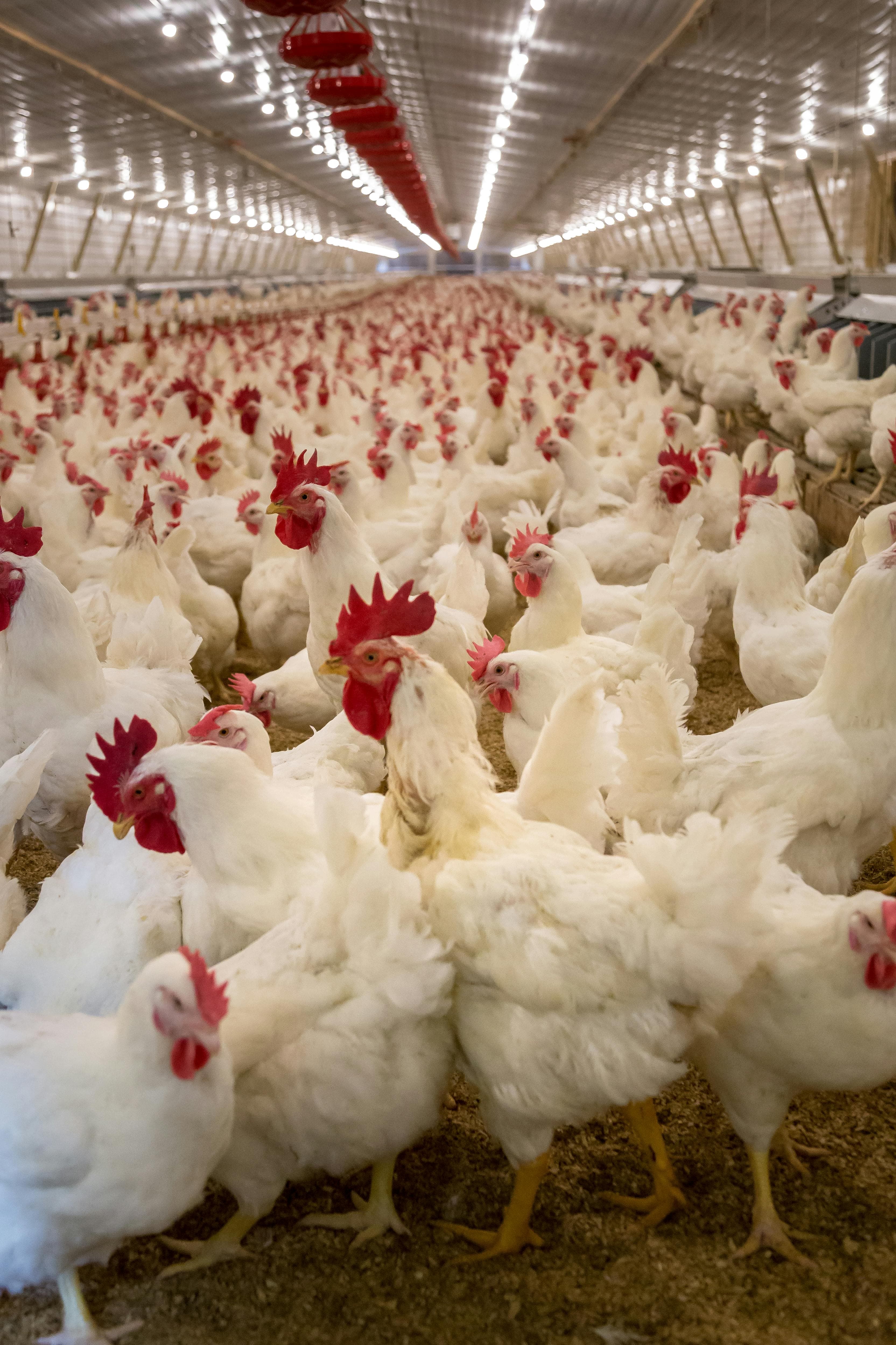 Healthy Chickens