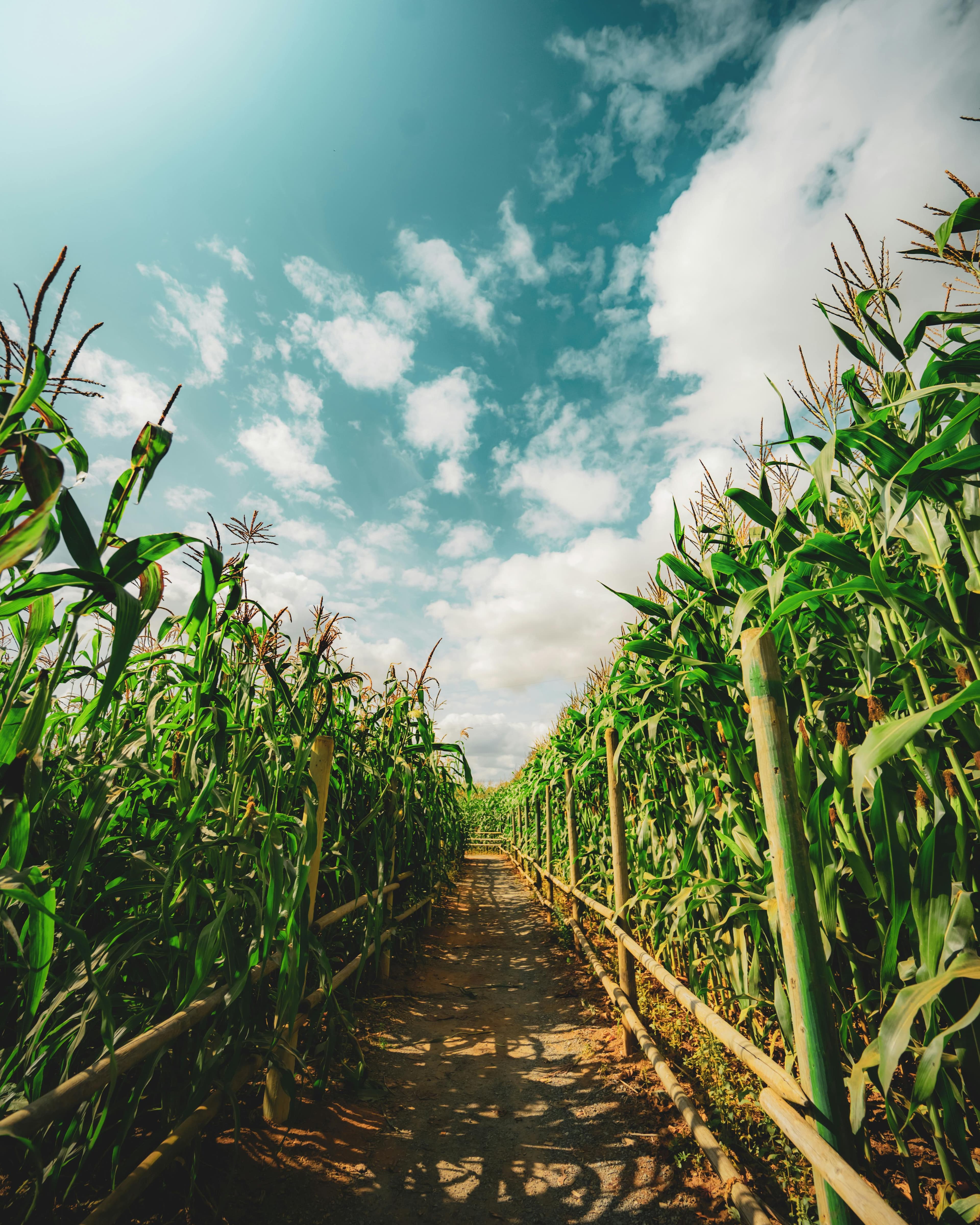 Maize Field
