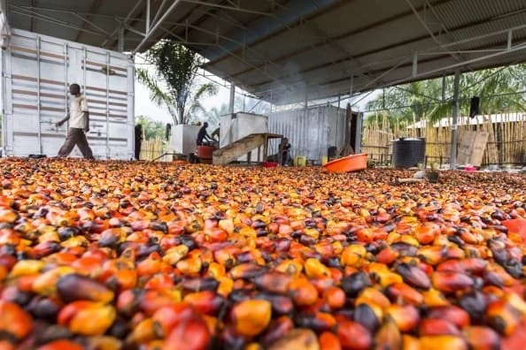 Palm Kernel Processing