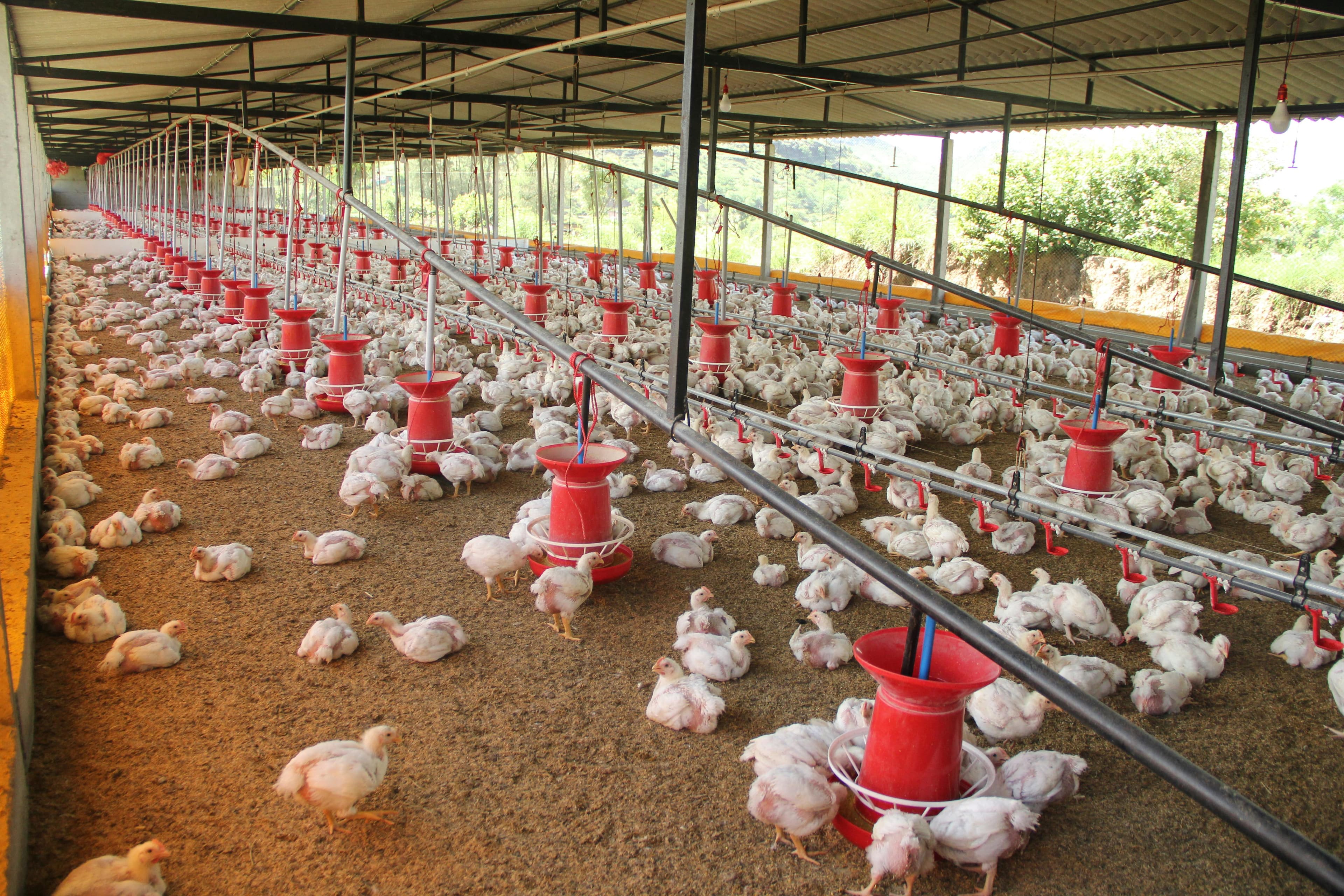 Modern Poultry Farm