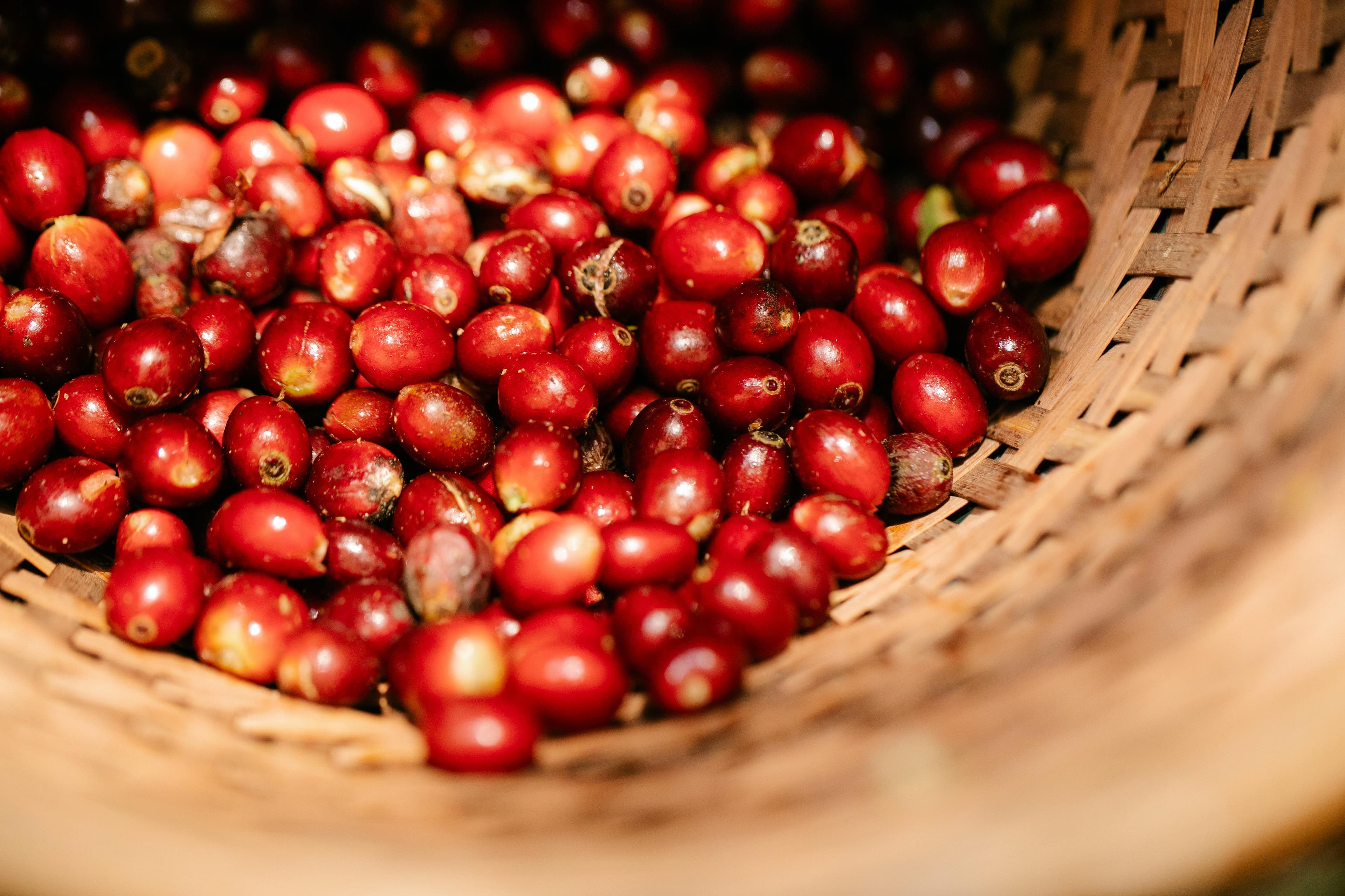 Palm Kernel