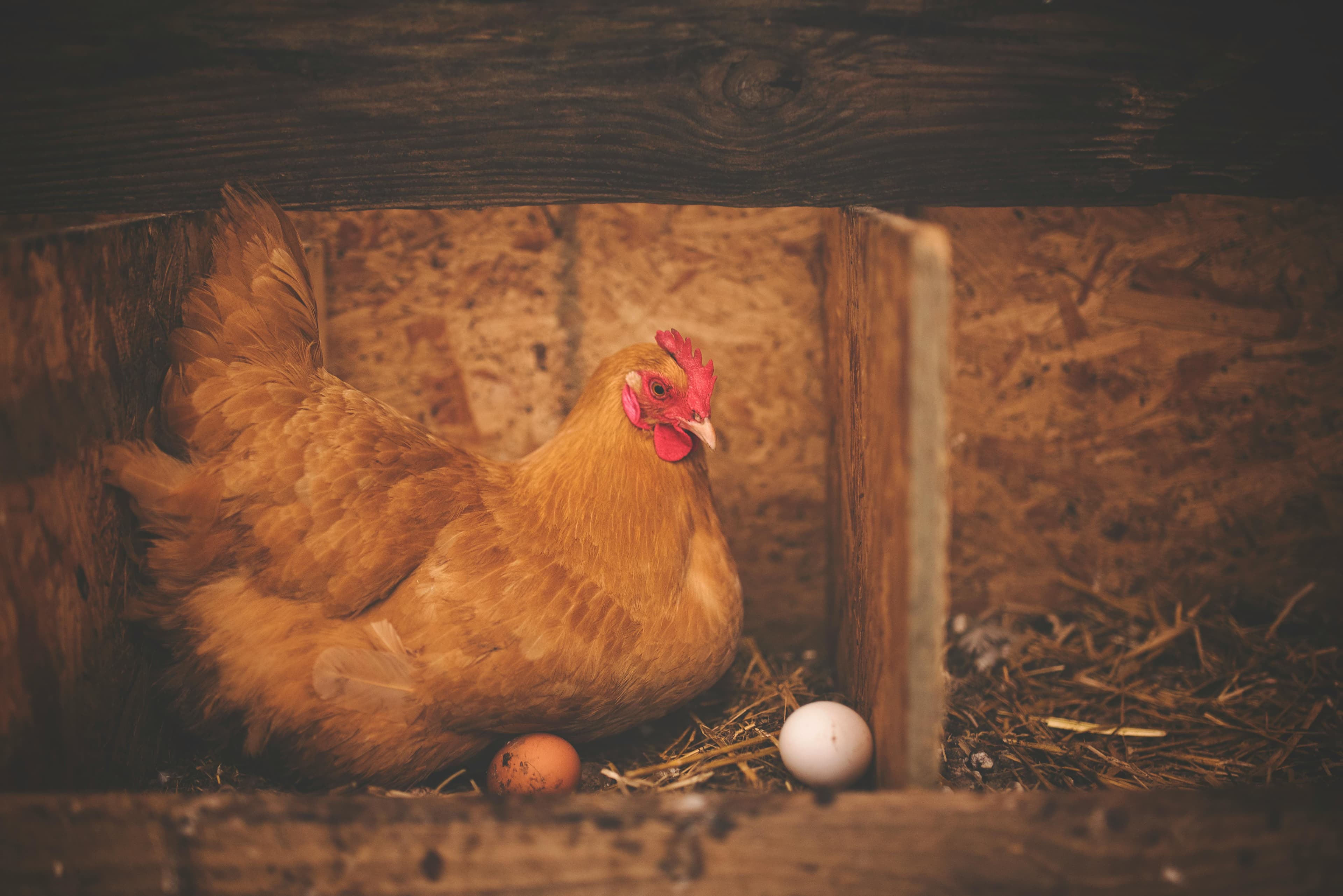 Poultry Products