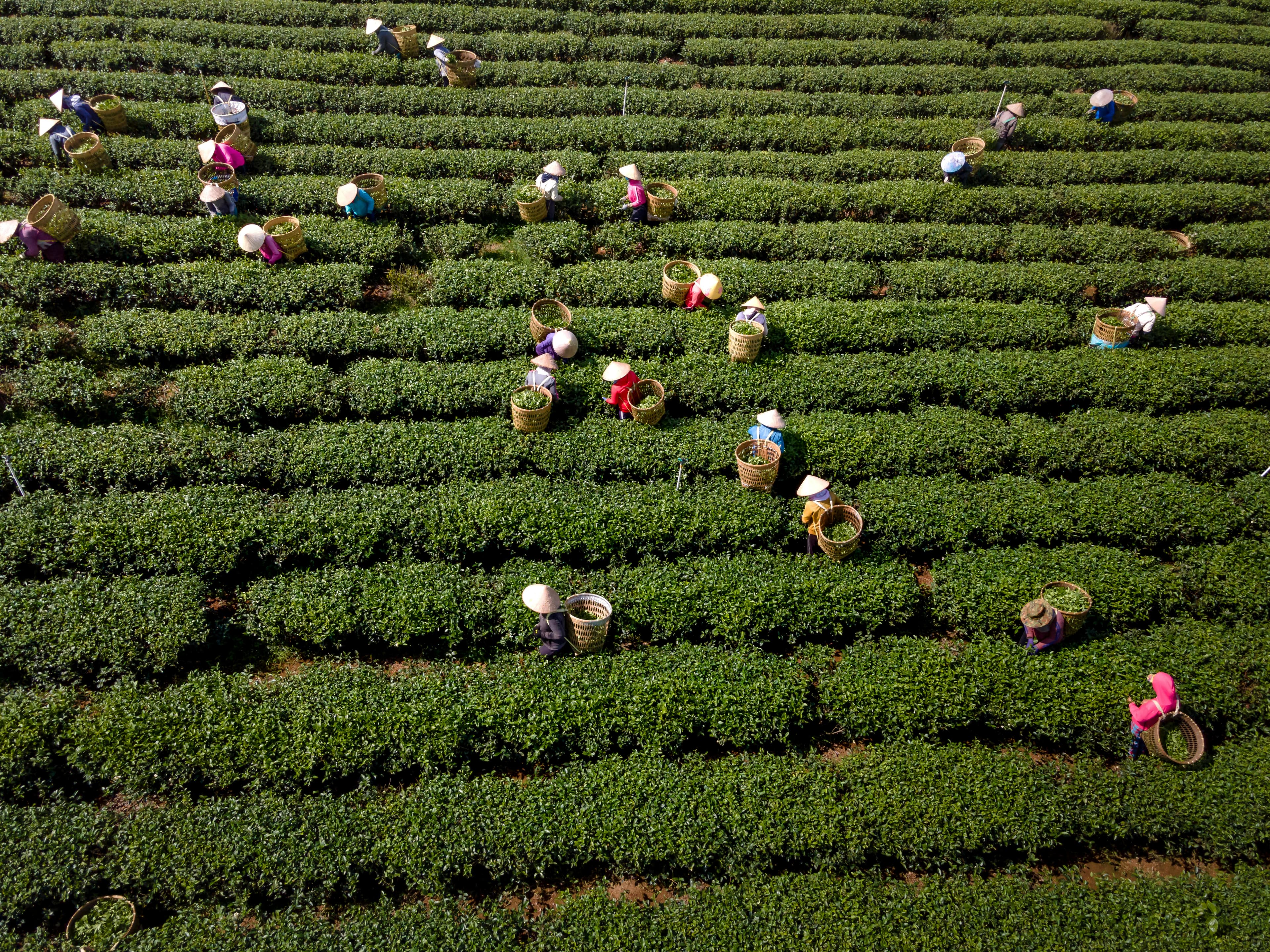 Crop Cultivation