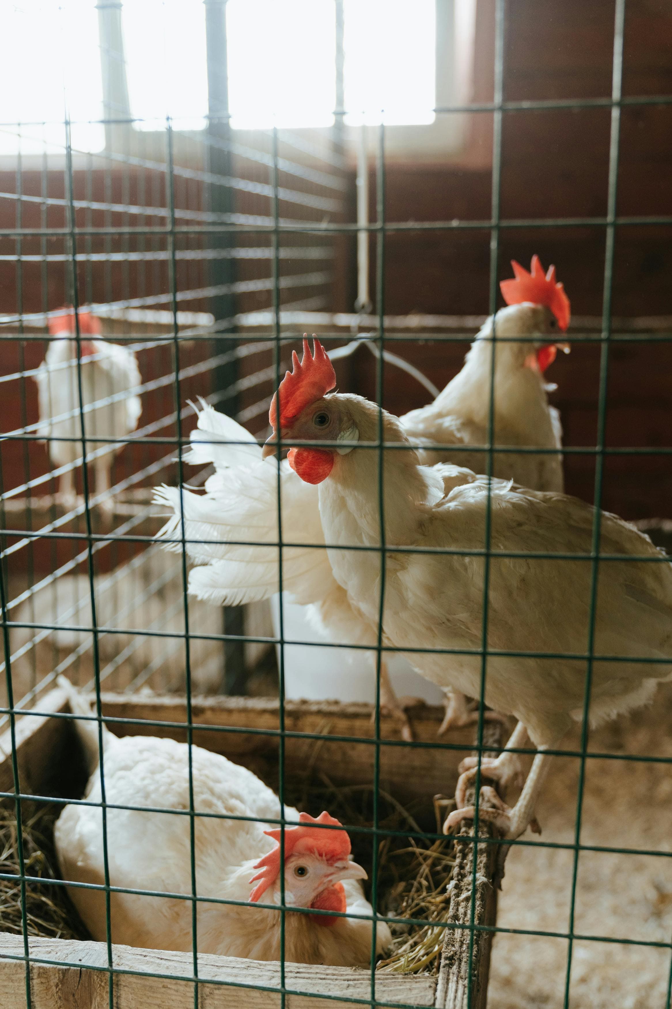 Poultry Farming